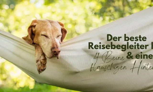 Hotel mit Hund finden: Tipps für Ihren perfekten Urlaub