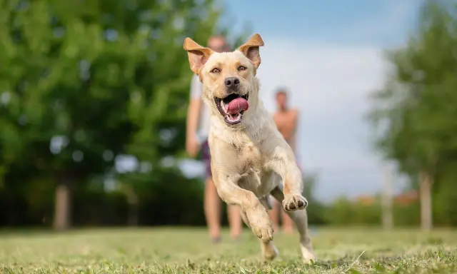 Radosny pies biegnie przez trawnik, z językiem na wierzchu, w tle dwie niewyraźne postacie.