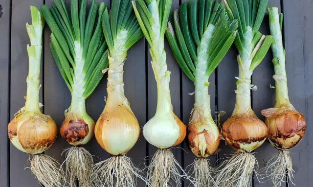 Harvested onions with green tops and roots, ready for planting. Learn when to plant onions zone 7 for a bountiful harvest.