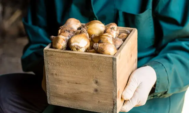 Hands in gloves hold a wooden crate filled with tulip bulbs, ready for proper storage.