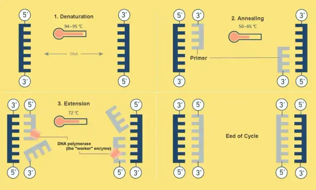 Ilustración de los pasos de la pcr: desnaturalización, anillamiento y extensión, mostrando cómo se duplica el ADN.