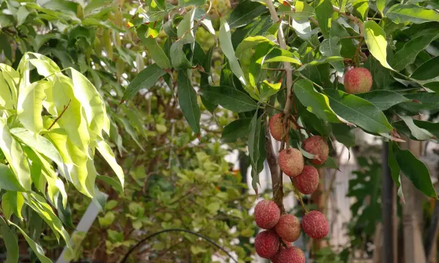 Grappes de fruits rouges sur un arbre à litchi, leurs peaux texturées brillent sous le soleil.