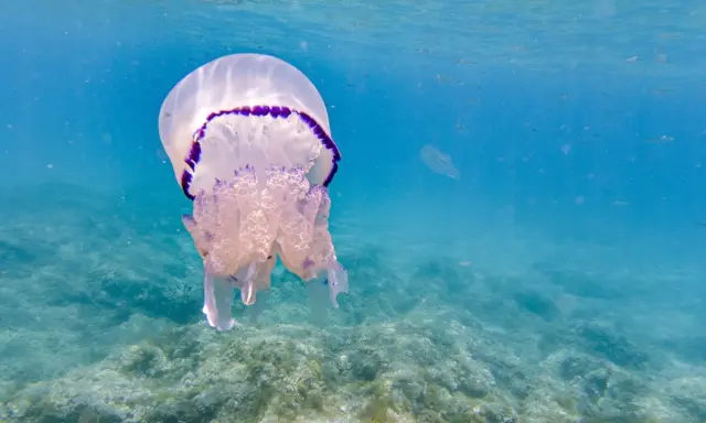 Una medusa con bordo viola fluttua nell'acqua blu, mostrando diverse quallen arten.
