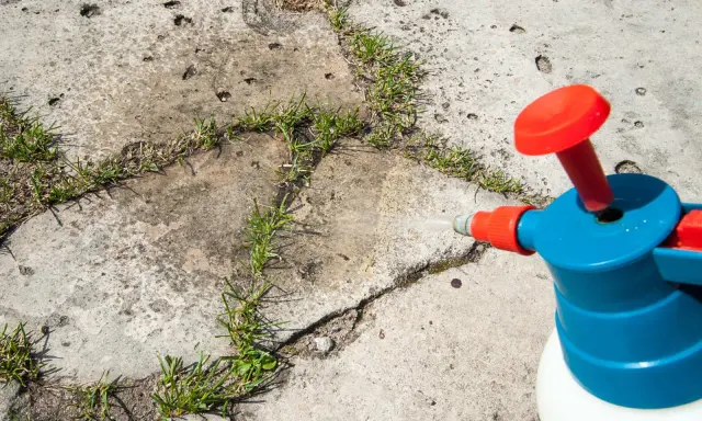 Ein Sprühgerät mit Essig als Unkrautvernichter wird auf Unkraut in Betonritzen gerichtet.
