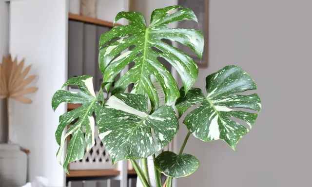 Monstera przynosi pecha? Feng Shui i nauka mówią co innego!