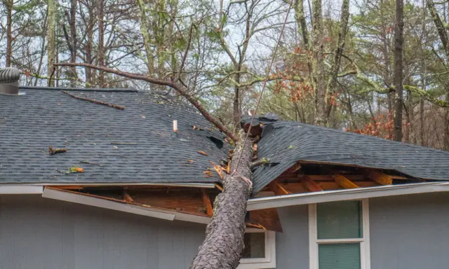 Un arbre est tombé sur un toit, causant d'importants dégâts. Les bardeaux sont arrachés et la structure est visible. Ces dégâts grele témoignent de la violence de l'événement.