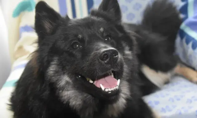 Un chien noir aux poils longs, le museau légèrement relevé, montre ses dents blanches dans un sourire. Il semble prêt à jouer, un chien qui claque des dents de joie.