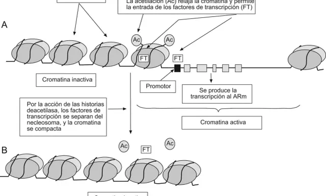 Diagrama ilustra cómo la acetilación (Ac) relaja la cromatina, permitiendo la entrada de factores de transcripción (FT) y la transcripción al ARm. Muestra partes del cromosoma en estados activo e inactivo.