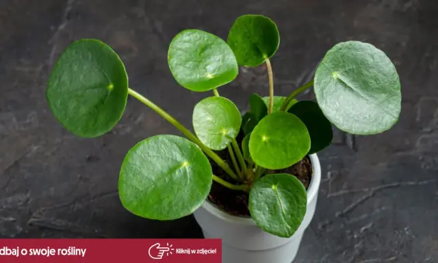 Rośliny bezpieczne dla kota: Pilea peperomiowata, znana też jako "pieniążek", z okrągłymi, zielonymi liśćmi.