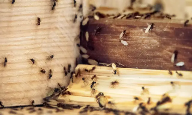 Rój mrówek na drewnie. Wiele mrówek, niektóre ze skrzydłami, porusza się po drewnianych powierzchniach. Może to być znak, jakiego zapachu nie lubią mrówki, jeśli szukają nowego domu.