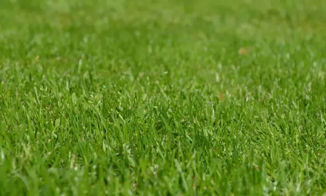 Primer plano de una densa y vibrante grama cesped, con hojas verdes y frescas que invitan a caminar descalzo.