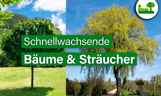 Zwei Bäume, einer kugelförmig, der andere hängend, repräsentieren schnellwachsende Bäume & Sträucher.