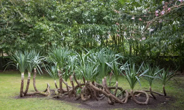 Un groupe de yucca plante extérieur aux troncs entrelacés sur une pelouse verte, avec des arbres luxuriants en arrière-plan.