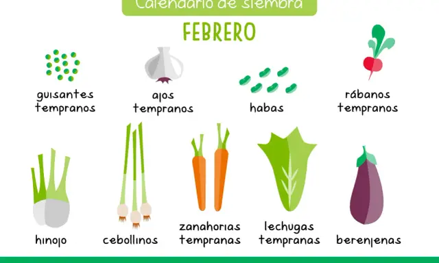 Calendario de siembra de febrero: guisantes, ajos, habas, rábanos, hinojo, cebollinos, zanahorias, lechugas y berenjenas.