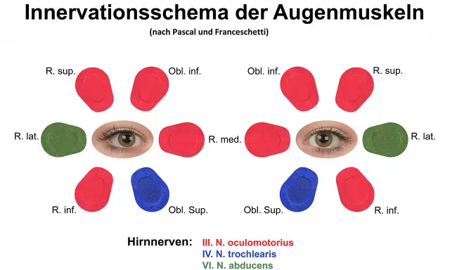 Schema der Augenmuskel-Innervation. Mögliche Symptome einer Augenmuskel-Verspannung können durch die Darstellung der Nervenbahnen erklärt werden.