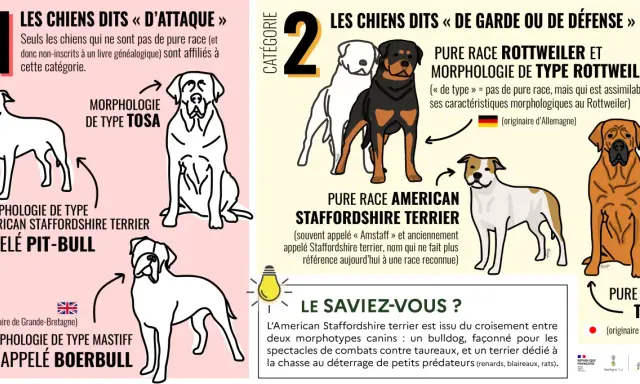 Les chiens dits "d'attaque" et "de garde" : Pitbull, Boerbull, Rottweiler, Tosa. Ce top 10 chien dangereux illustre des morphologies.