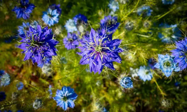 Fleurs bleues éclatantes de nigelle de Damas, aux pétales délicats et aux étamines fines, se dressent dans un champ verdoyant.