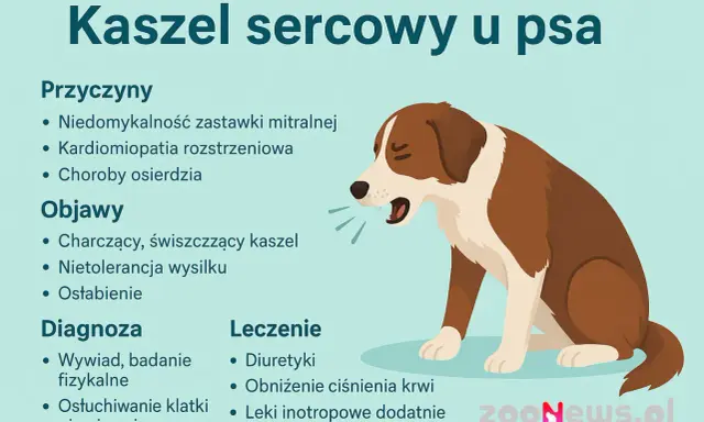 Ilustracja przedstawia psa z objawami kaszlu sercowego: charczący kaszel, nietolerancja wysiłku.