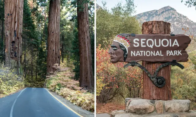 Droga prowadzi przez park narodowy sekwoi, obok gigantycznych drzew. Znak "Sequoia National Park" z wizerunkiem Indianina wita gości.