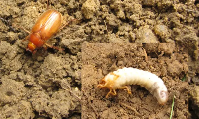 Un scarabée brun et sa larve blanche dans la terre. La larve de scarabée se nourrit des racines.