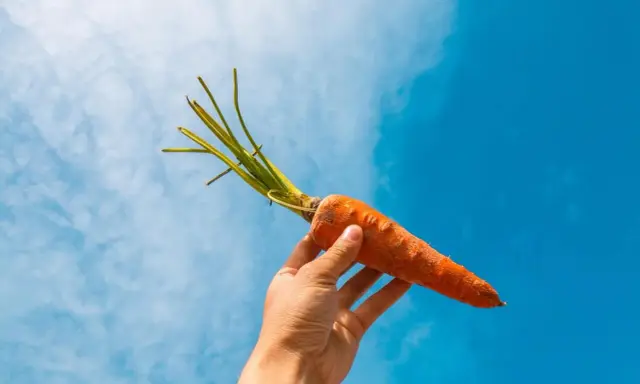 Mano sostiene una zanahoria contra el cielo azul. La zanahoria es un símbolo de salud, ideal para el embarazo.