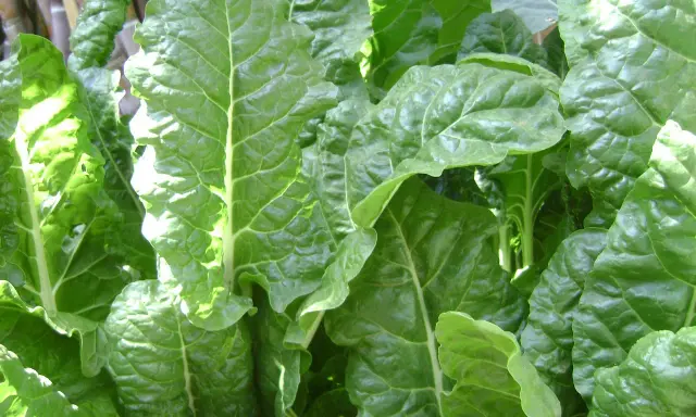 Gros plan sur des feuilles d'épinards luxuriantes, prêtes pour la récolte. Le soleil illumine les nervures vertes et ondulées.