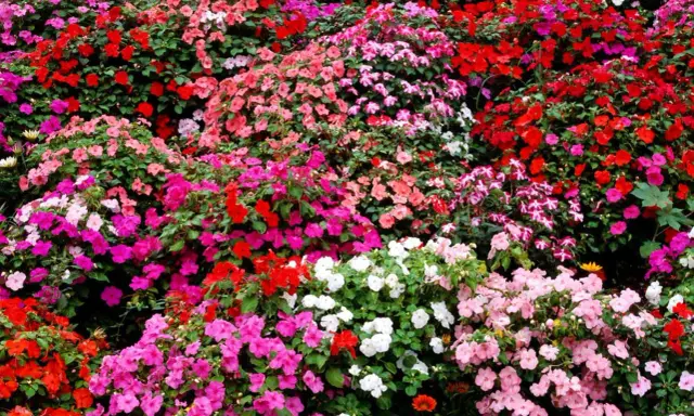 A vibrant carpet of impatiens in full sun, bursting with red, pink, and white blooms.