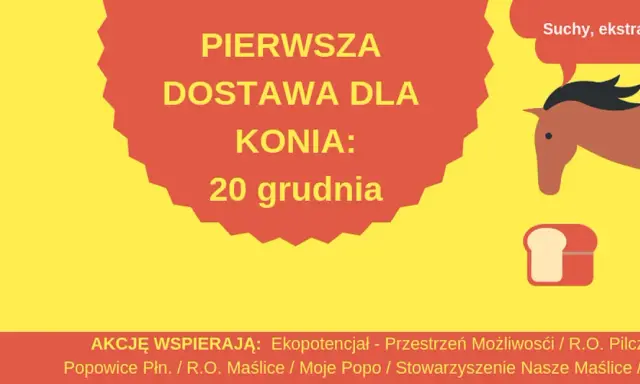 Suchy chleb dla konia: Przysmak czy ukryte niebezpieczeństwo?