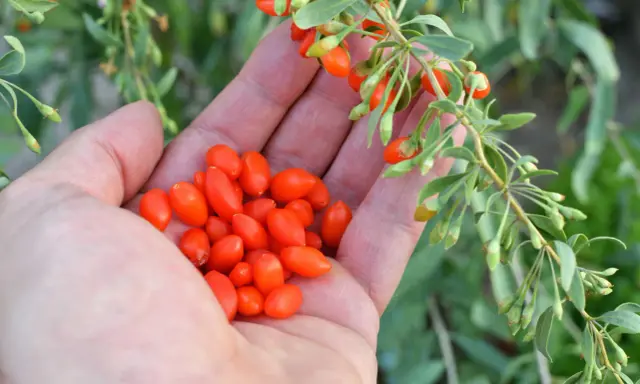 Eine Hand hält eine Ernte von leuchtend roten Goji-Beeren, die gerade vom Strauch gepflückt wurden.