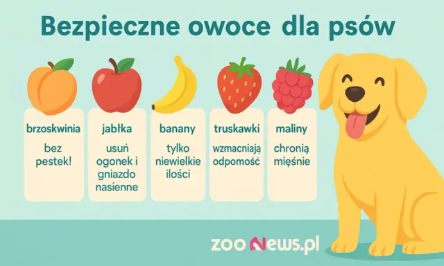 Czy pies może brzoskwinie? Tak, bez pestek! Obrazek pokazuje bezpieczne owoce dla psów: brzoskwinie, jabłka, banany, truskawki i maliny.