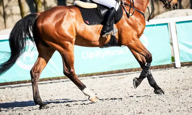 Brązowy koń w galopie, z jeźdźcem w siodle, w tle zielony baner z napisem "ClipMyHorse.pl".