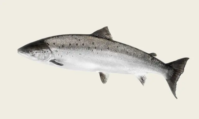 En vacker lax, en symbol för Sveriges rena vatten och kulinariska traditioner.