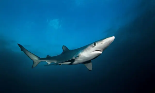 Un esemplare di una delle specie di squali più eleganti nuota nelle profondità blu.