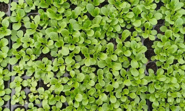 Jeunes pousses de salade frisée dans des alvéoles, prêtes à être transplantées.