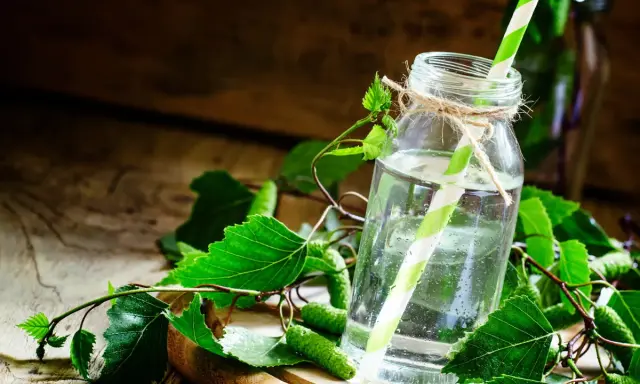 Szklana butelka z wodą i zielono-białą słomką, otoczona gałązkami brzozy z młodymi pąkami. Naturalny syrop z brzozy na kaszel.