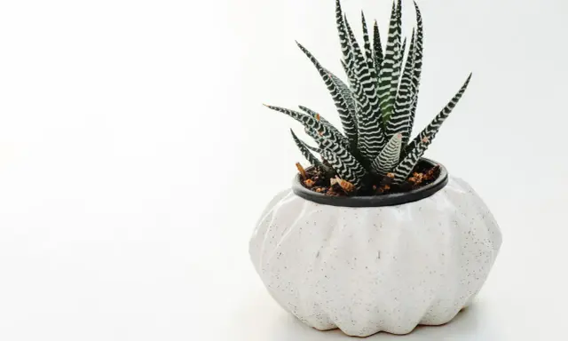 Zebra aloes w białej, karbowanej doniczce. Ziemia w doniczce jest ciemna, lekko wilgotna, idealna dla sukulentów.