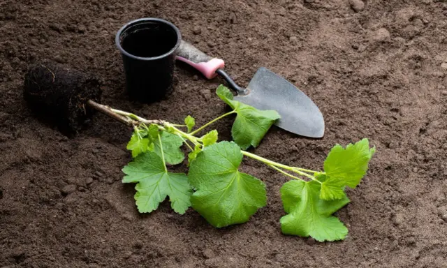 Sadzonka porzeczki z bryłą korzeniową, doniczka i łopatka na ziemi. Idealny moment, kiedy przesadzać porzeczki, by dobrze się przyjęły.