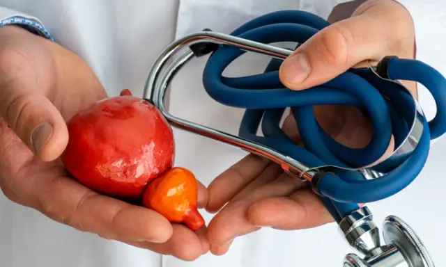 Dłonie lekarza trzymają model pęcherza i prostaty. Stetoskop symbolizuje troskę o zdrowie i prawidłową funkcję prostaty.