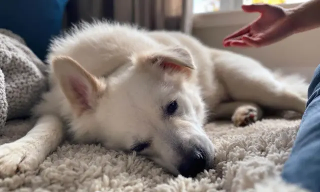 Un chien blanc se repose sur un tapis moelleux, une main tendue vers lui. Comment savoir si mon chien est heureux ? Il semble paisible.