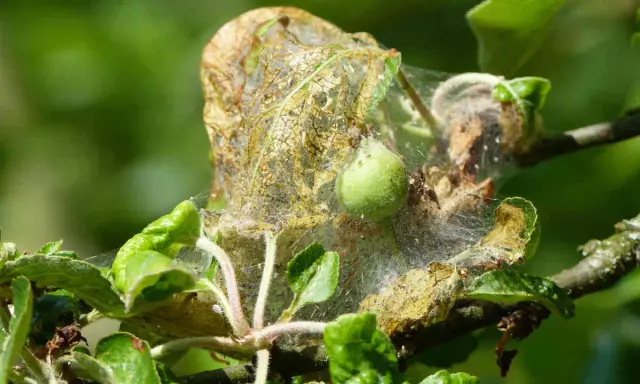 Une chenille pommier a tissé sa toile sur une feuille, signe qu'un traitement naturel est nécessaire pour protéger l'arbre.