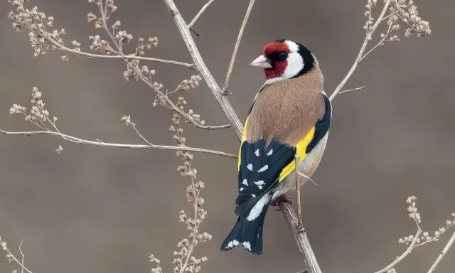 Cardellino colorato su ramo secco. Imparare a come calmare i cardellini osservando la loro serenità in natura.