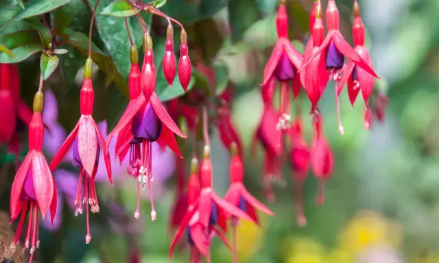 Hängande fuchsia utomhus med sina karaktäristiska röda kronblad och lila inre. En sommaräng i full blom.