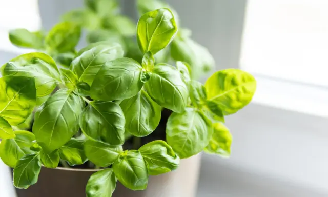 Krzew świeżej bazylii w doniczce. Idealna do pesto, sosów i sałatek. Zastanawiasz się, co zrobić ze świeżą bazylią? Oto inspiracja!