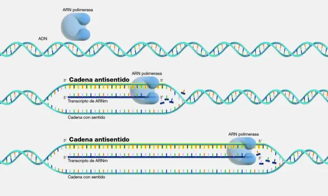 Proceso de transcripción: la ARN polimerasa lee la cadena molde del ADN codificante para sintetizar ARNm.