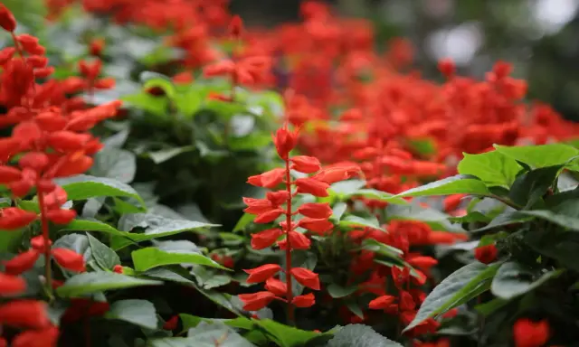 Un parterre de sauge ananas aux fleurs rouges vives, avec des feuilles vertes luxuriantes.