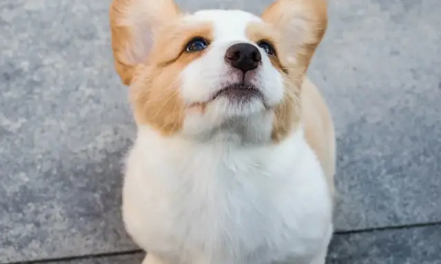 Uroczy szczeniak corgi z wielkimi uszami patrzy w górę, zastanawiając się, kiedy pies przestaje rosnąć.