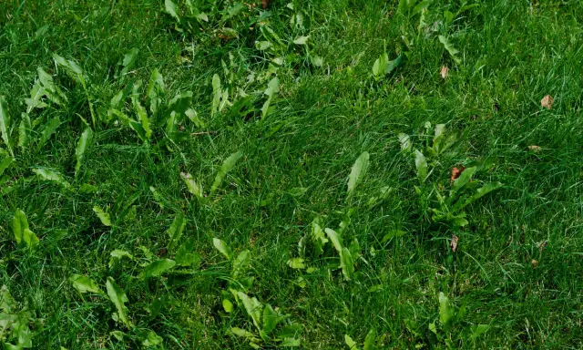 Un tableau des mauvaises herbes envahit cette pelouse verte. Des feuilles dentelées se mêlent à l'herbe dense, créant un tapis naturel.