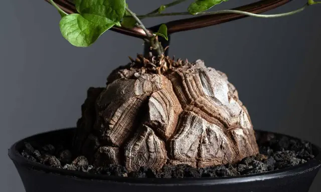 Wyjątkowy kaudeks Dioscorea elephantipes, przypominający skorupę żółwia, z zielonymi liśćmi pnącymi się po podporze.