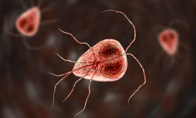 Mikroskopijny obraz pasożyta Giardia, który może powodować problemy zdrowotne u kotów.