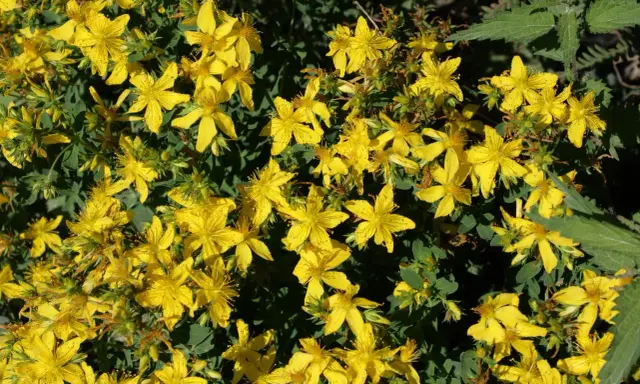 Un champ de millepertuis aux fleurs jaunes éclatantes, évoquant ses nombreux bienfaits pour le bien-être.